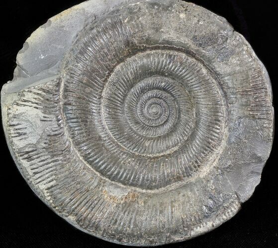 Dactylioceras Ammonite - UK #42626